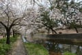 今年（2016年4月）の桜の写真です（＾ ＾）