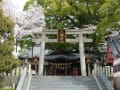 百舌鳥八幡宮の桜（２０１３年４月１日）