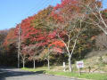 河内渓谷の紅葉