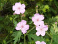 グレーシャー・イエローストーン・ティトンの花