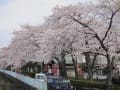 ２０１２年春～市川市の綺麗な桜を見てきました