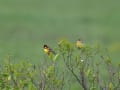 シマアオジ・ツメナガセキレイなど～北海道サロベツ原野の野鳥2012.6