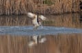 日本野鳥の会北九州支部・筑豊支部合同東大橋海岸探鳥会（福岡県行橋市）