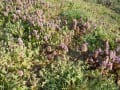 ほとけの座、　henbit, が咲いている。　県立三木山森林公園