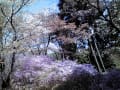 高尾山の花４月