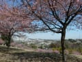 稲城市小田良の河津桜