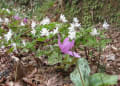 越後の里山　春の花