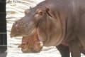 動物園のカバさん1