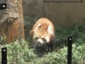 [39]レッサーパンダ