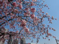 南千住駅東口・・・ドナウ広場、桜～