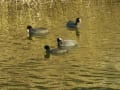 野鳥・水鳥