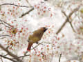 桜レンジャク・桜ニュウナイスズメなど～春の野鳥2014