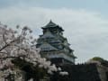 大阪城公園の桜（２０１４年４月５日）