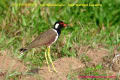 [25]Red-wattled Lapwing25Oct09-01a-s.jpg