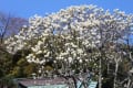 東慶寺の白木蓮＆彼岸桜