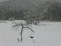 信州高山　冬のさくら