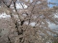 4月2日の桜です。