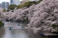 千鳥ヶ淵の桜