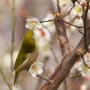 [40]平芝公園のウメジロー４.jpg