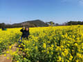 20190305　伊良湖菜の花ガーデン　伊良湖岬灯台