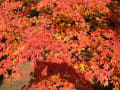 鴨川の紅葉～京都御苑の紅葉！！