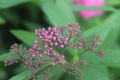 下野　切り花；鉢植え；庭植え　今年は花が大きくなった