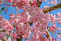 [16]20120414sakura 116.jpg