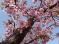 満開です・・・利根川沿いの河津桜、南町公園