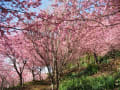 房総の河津桜