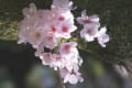 京都の桜　2011 今　その２