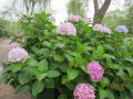 [10]万博公園2012.6.30 015.JPG