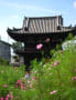 般若寺（コスモス寺）・秋の花