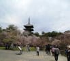 京都・奈良　桜満喫の旅