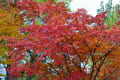 深まる札幌の秋