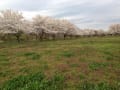 三面川河川敷公園の桜