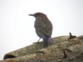 野の鳥を見る　ｂｙ野ねずみ探検隊　