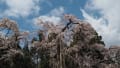 2019.3.31京都醍醐の桜