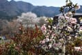 2018/04 秩父の桜　～1.岩松山清雲寺～