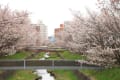 札幌の千島桜　開花