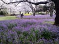 昭和記念公園の春