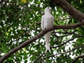 ハワイの鳥さん