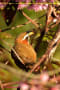 [1]White-browed Scimitar-Babbler06Jan2014-01a-s.jpg