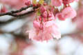 ミササガ公園の陽光桜の開花が例年より３～４日遅いようだ、