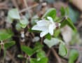 [17]野草園の花たち