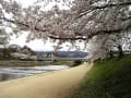 [1]20100412 加茂川桜　?.JPG