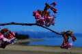 びわ湖畔の桜