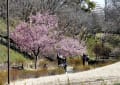 保土ヶ谷公園の河津桜