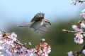 桜に鳥たち