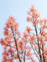 花と植物と風景と（その壱）