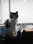 自由猫のごん